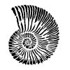 Nautilus stencil - 3D - 38x60 cm maxi 2